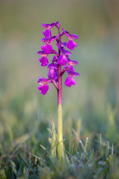 Green-winged orchid