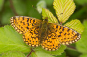 Small pearl bordered fritillary