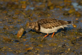 Turnstone