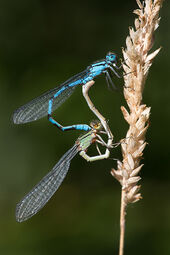 Common blue damselflies mating