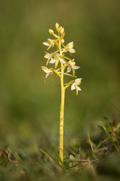 Lesser Butterfly Orchid