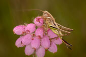 Bog bush-cricket