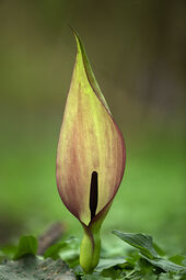 Cuckoo pint