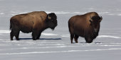 Bison