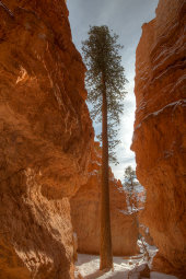 Douglas Fir