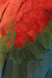 Red-and-green macaw