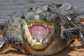 Yacare caiman