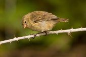 Small tree finch