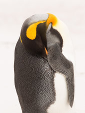 King penguin