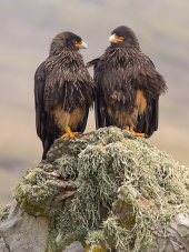 Striated caracaras