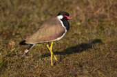 Red-wattled lapwing