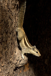 Five-striped palm squirrel