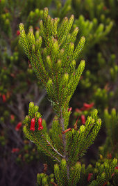 Rhododendron ericoides