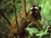Brown lemur