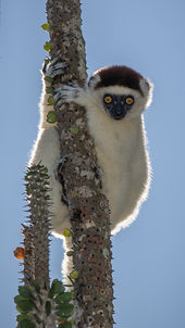 Verreaux's Sifaka