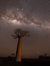 Milky Way over Grandidier's baobab