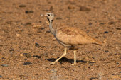Rüppell's korhaan