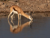 Springbok