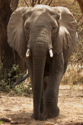 African elephant