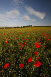Poppies, Barbury