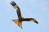 Red kite