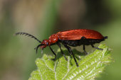 Cardinal beetle