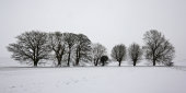 Trees in snow, Avebury