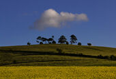 Cherhill Down