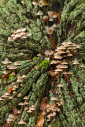Clustered bonnet