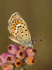 Silver studded blue