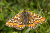 Marsh Fritillary