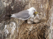 Kittiwakes