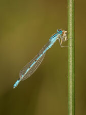 Common blue damselfly eating moth