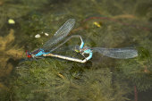Small red-eyed damselflies