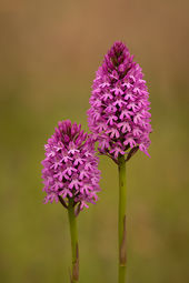 Pyramidal orchid