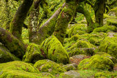 Wistman's Wood