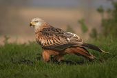 Red kite
