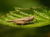 Slender groundhopper