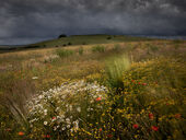 Wild flowers, Barbury Castle
