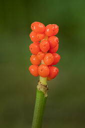 Cuckoo pint