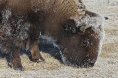 Bison