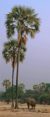 La-la palms