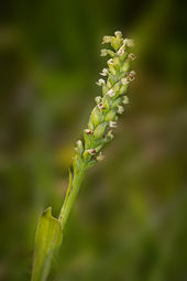 Small white orchid