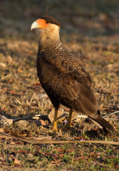 Southern caracara