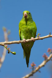 Yellow-chevroned parakeet