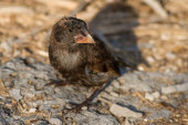 Large cactus finch