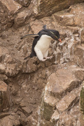 Rockhopper penguins