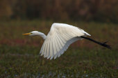 Intermediate egret
