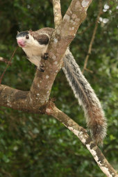 Giant squirrel