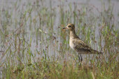 Pacific golden plover